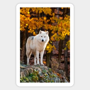 Arctic Wolf Sticker